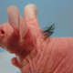 Illustration for article titled Can Stem Cells Finally Provide a Baldness Cure That Works?